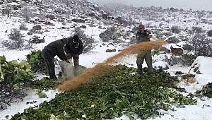 Karaman’da yaban hayvanları için yem takviyesi yapıldı