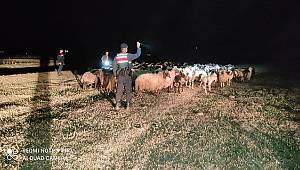 Karaman'da kaybolan 170 küçükbaşı jandarma ekipleri buldu