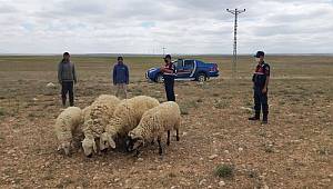 Karaman'da kayıp koyunlar drone ile bulundu