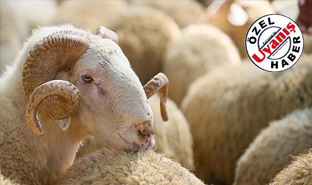 Karaman'da Kurbanlıklar Bu Yıl Cep Yakacak!