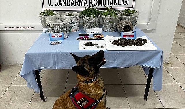 Ormanlık alanda kenevir yetiştiren 3 şüpheli yakalandı