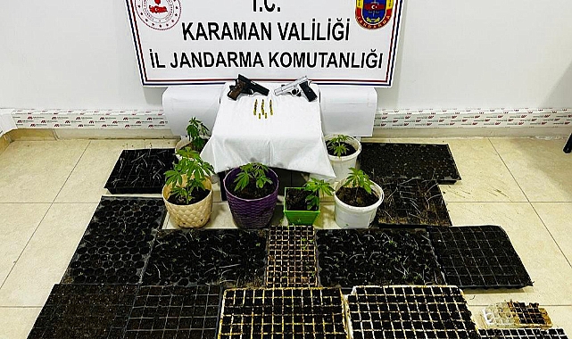 Yasadışı Kenevir Eken 3 Kişiden Biri Tutuklandı