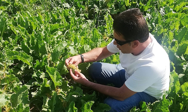 Pancar ve  Ayçiçeği üreticisine Karadrina uyarısı