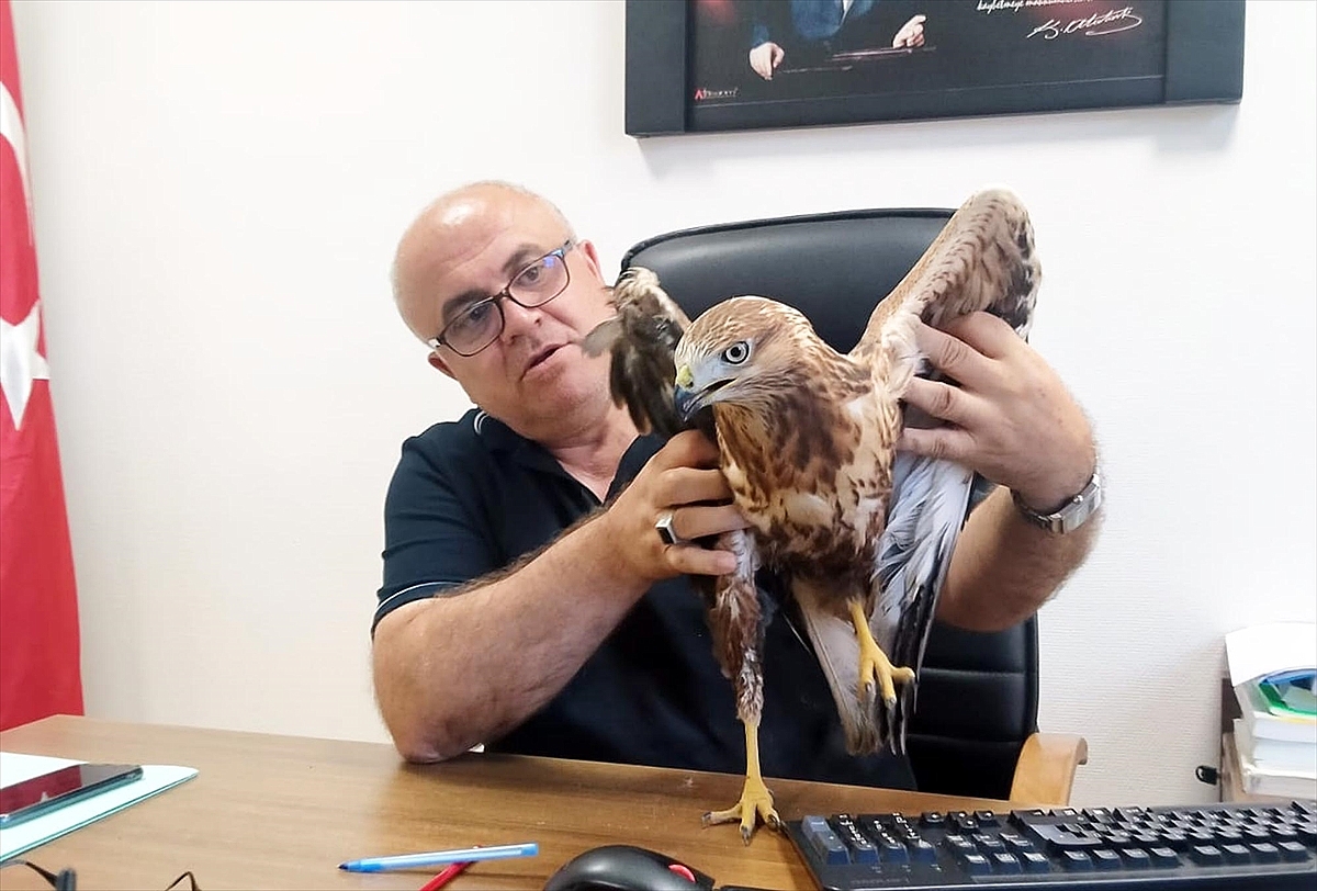 Yaralı şahin bulundu