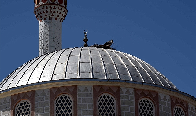 Tedavi edilen leylek yavrusu cami kubbesindeki yuvaya bırakıldı