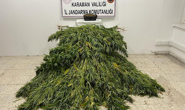 Mısır Tarlasına Kenevir Eken Şahıslar Jandarma’dan kaçamadı