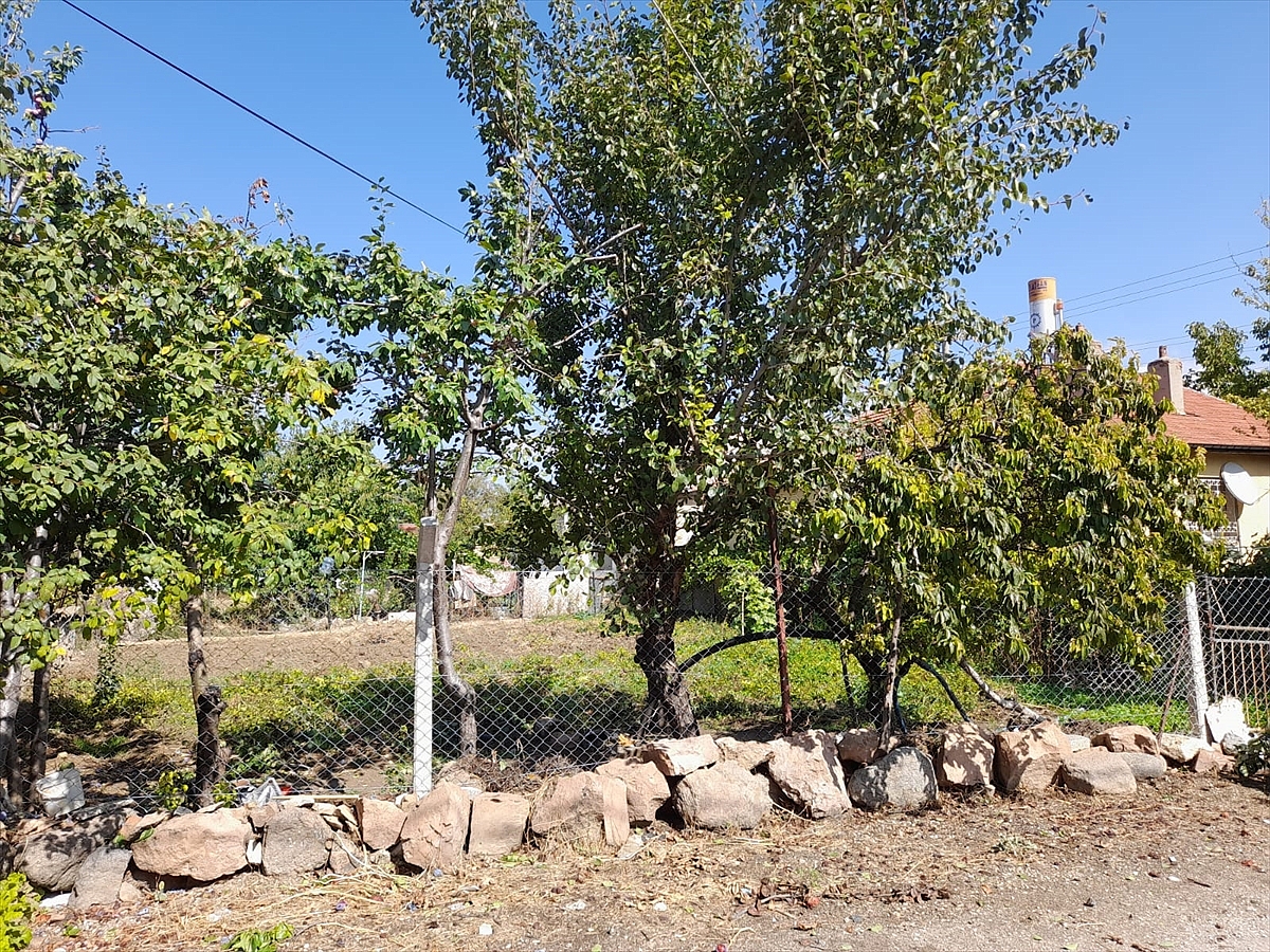 Ağaçtan düşen kişi  yaralandı