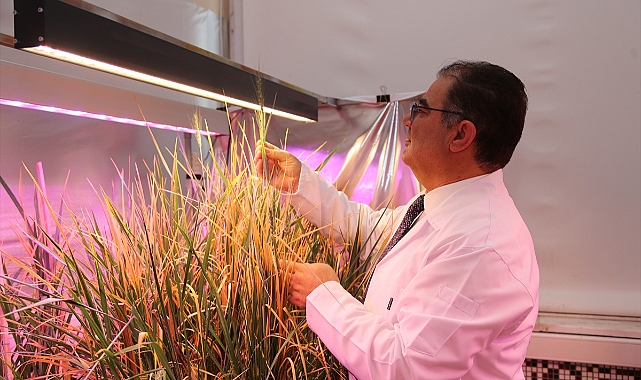 Karaman'daki üniversitenin çalışmalarında gluten değeri çok düşük buğday tohumu bulundu