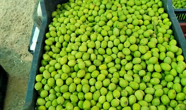 Yeşil zeytin 60-65 TL'den satışa çıktı