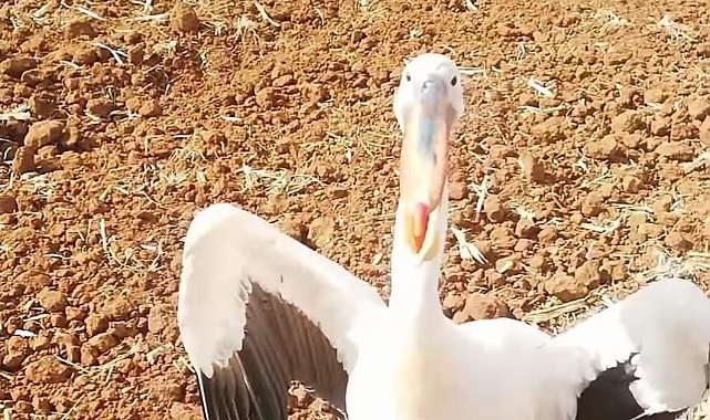 Yaralı Pelikan, tarlaya mecburi iniş yaptı