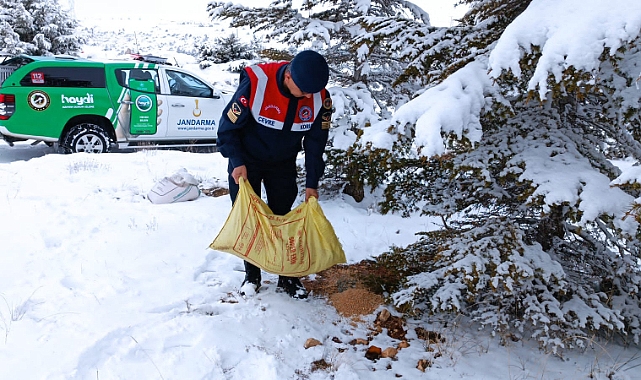 Karaman'da Jandarma yaban hayvanlarını unutmadı