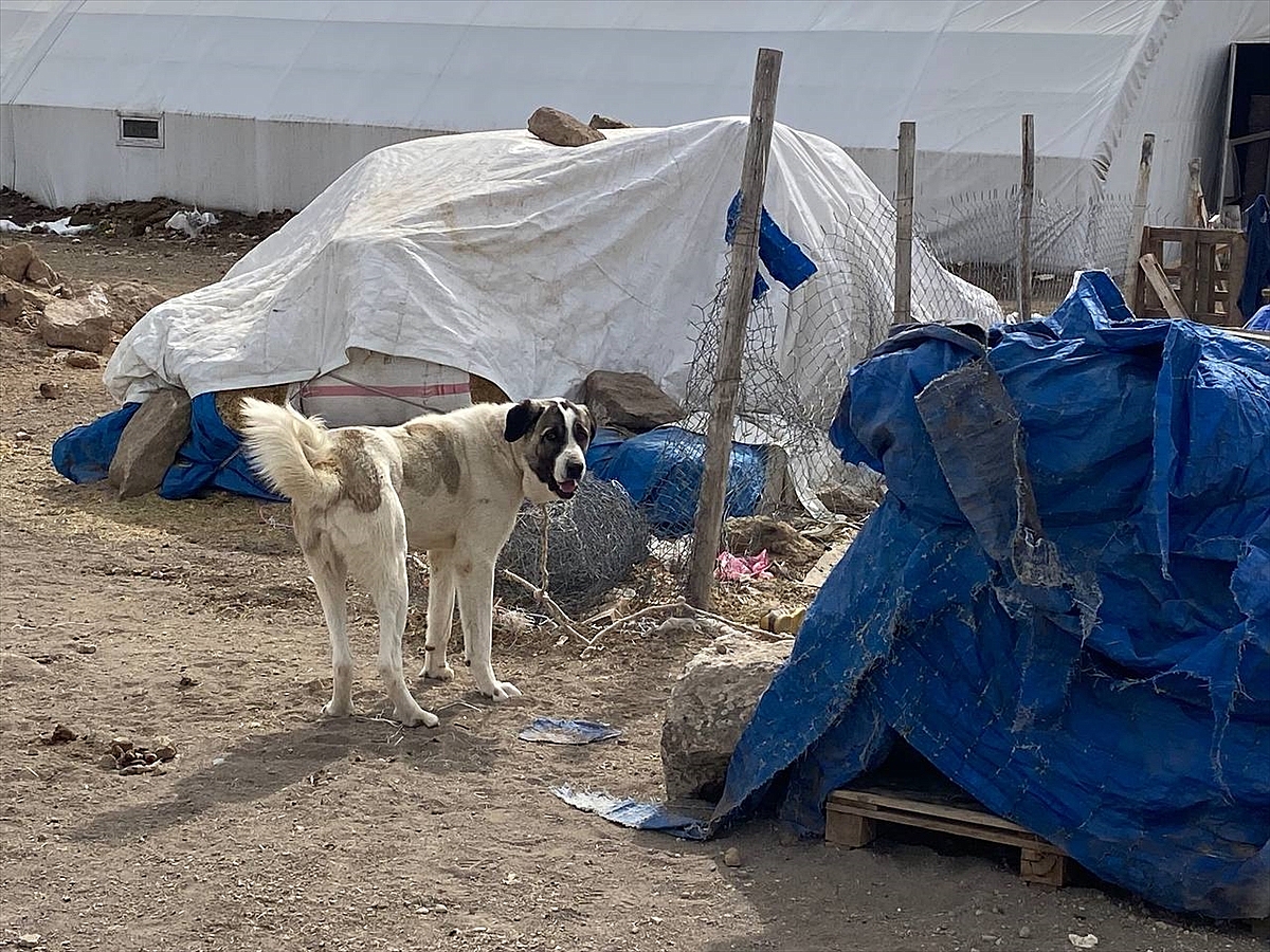 Çoban köpeğinin saldırdığı çocuk yaralandı