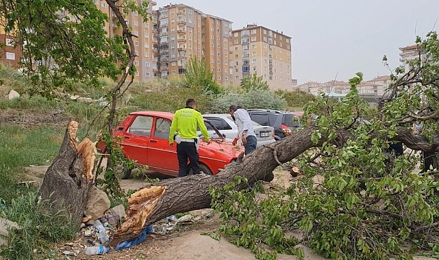Devrilen ağaç otomobile zarar verdi
