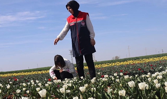 Lale tarlaları 11 Nisan’da ziyarete açılacak