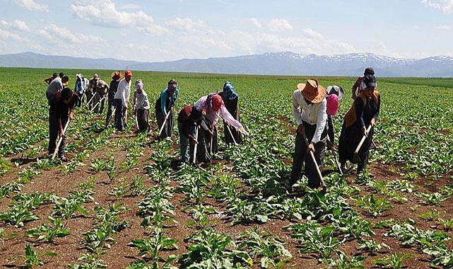 Tarım İşçilerinin Pancar ve Fasulye yevmiye fiyatları belirlendi