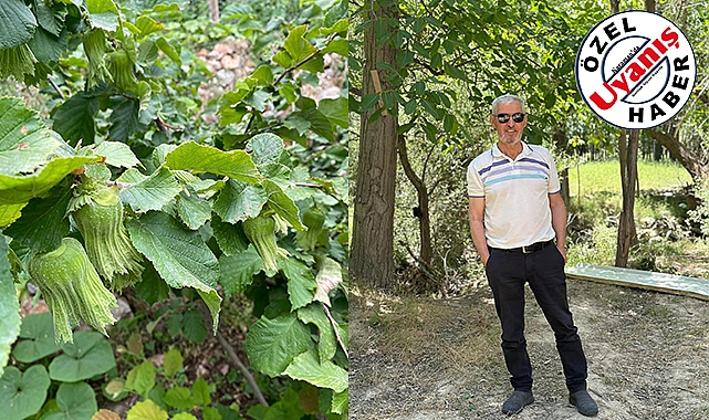 Avgan'da Fındık Yetiştirdi!