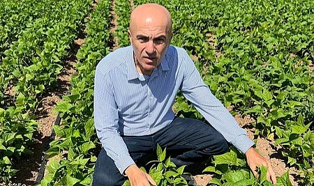 Karaman'da Fasulye üretimi yeniden artışa geçti