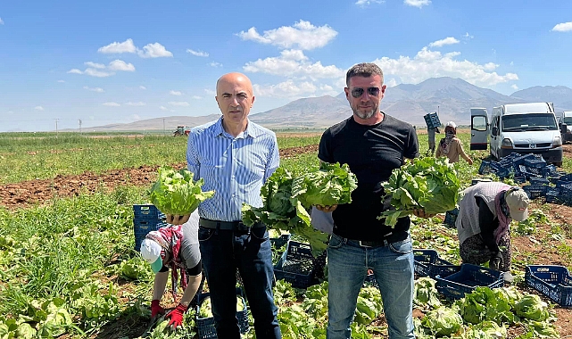 Karaman'dan Marul İhracatı Tüm Hızıyla Devam Ediyor