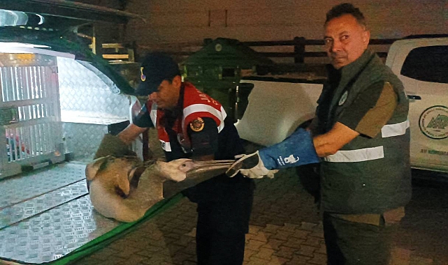 Yaralı Pelikana İlk Müdahale Jandarmadan