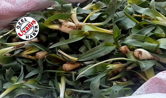 Burlumbuş Otu Pazar Tezgâhında