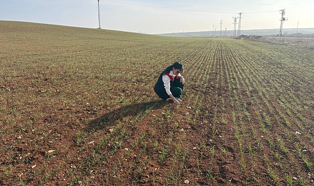 Hububat ekili alanlarda ürün çıkışları kontrol edildi