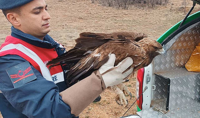 Karaman'da bulunan yaralı Kızıl Şahin Koruma Altına Alındı