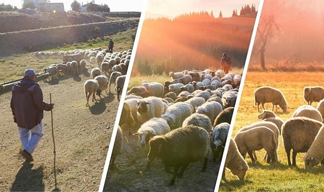 Sürü Yöneticisi (Çoban) İstihdam Desteği İcmalleri askıya çıktı