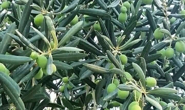 Türkiye'nin en fazla zeytin ağacına sahip illeri belli oldu. Karaman 22. Sırada