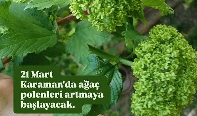 Karaman'da Ağaç Polenleri Artmaya Başlayacak