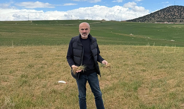 Karaman'da buğday ve arpa ekili alanlar kurumaya başladı