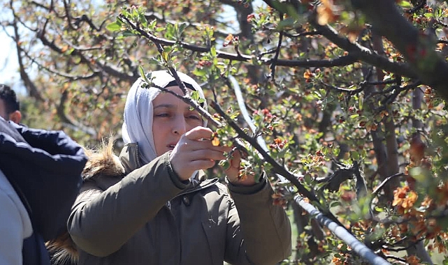 Karaman'da don zararı tespit çalışmaları başladı