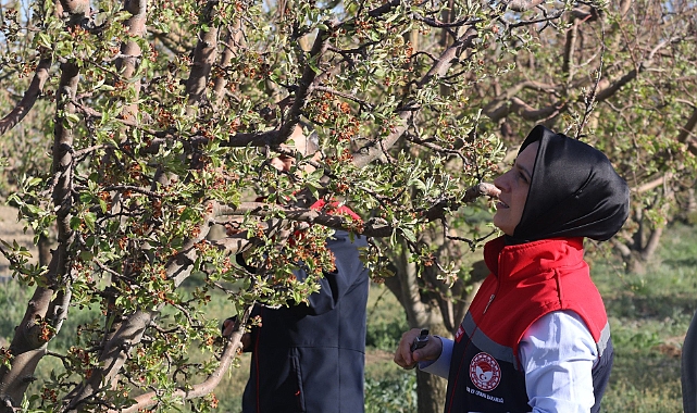 Karaman'da zirai dondan etkilenen alanlarda incelemeler sürüyor