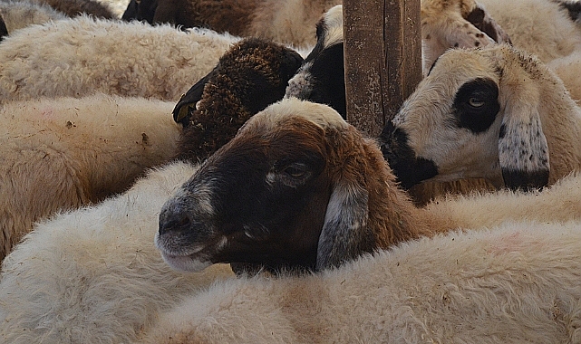 Vekaletle kurban kesim bedeli belli oldu