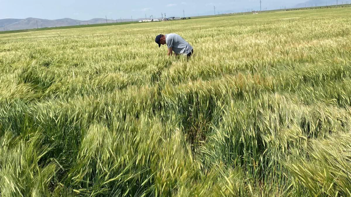 Karaman'da Tohumluk Arpa ve Buğday Kontrolleri Yapıldı