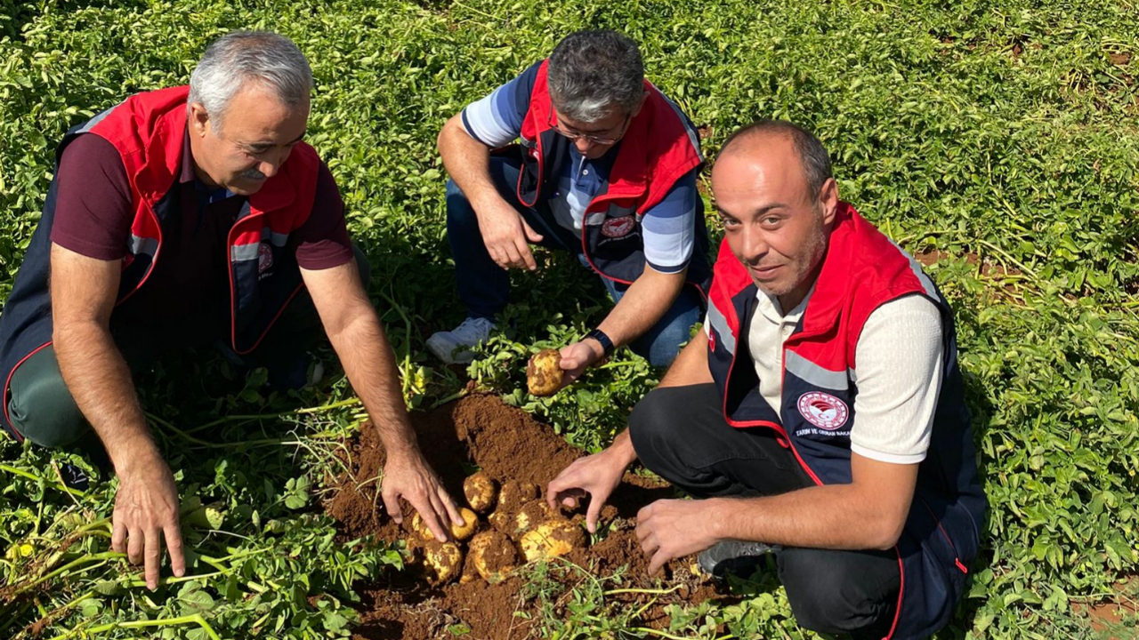 Patates tarlalarında hastalık kontrolleri yapıldı
