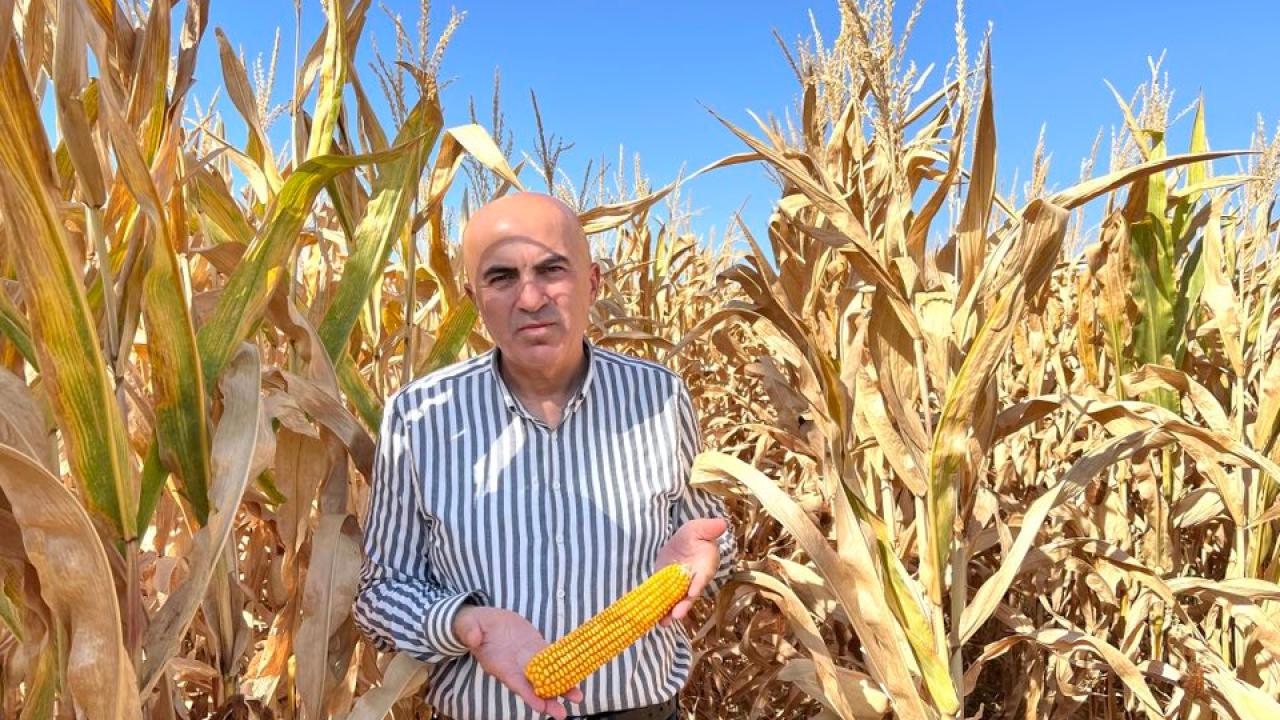 Türkiye artık mısırda kendi kendine yetemeyen bir ülke konumuna geldi