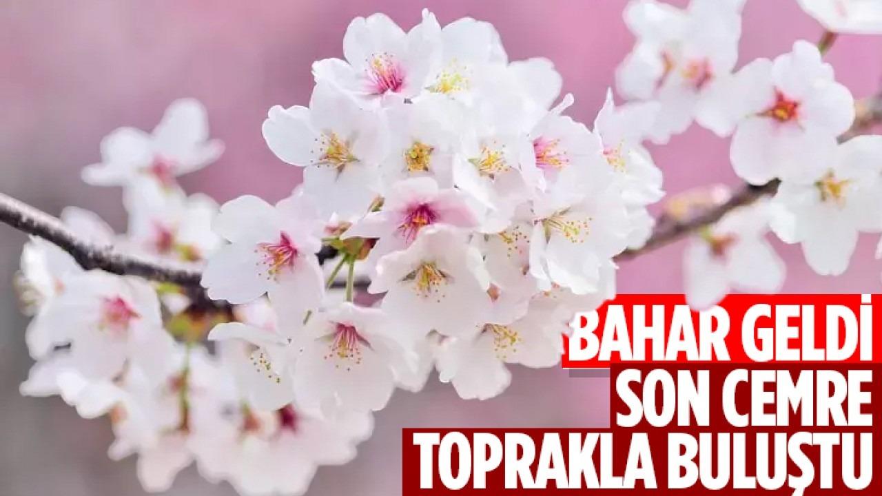 Otomatik Taslak