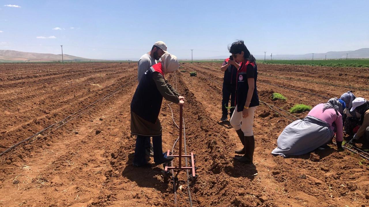 Karaman’da İlk Büyük Ölçekli Kuşkonmaz Üretimi