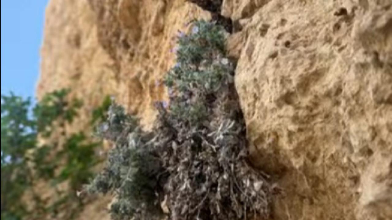Kayalıkların Arasında Açan Sessiz Güzellik