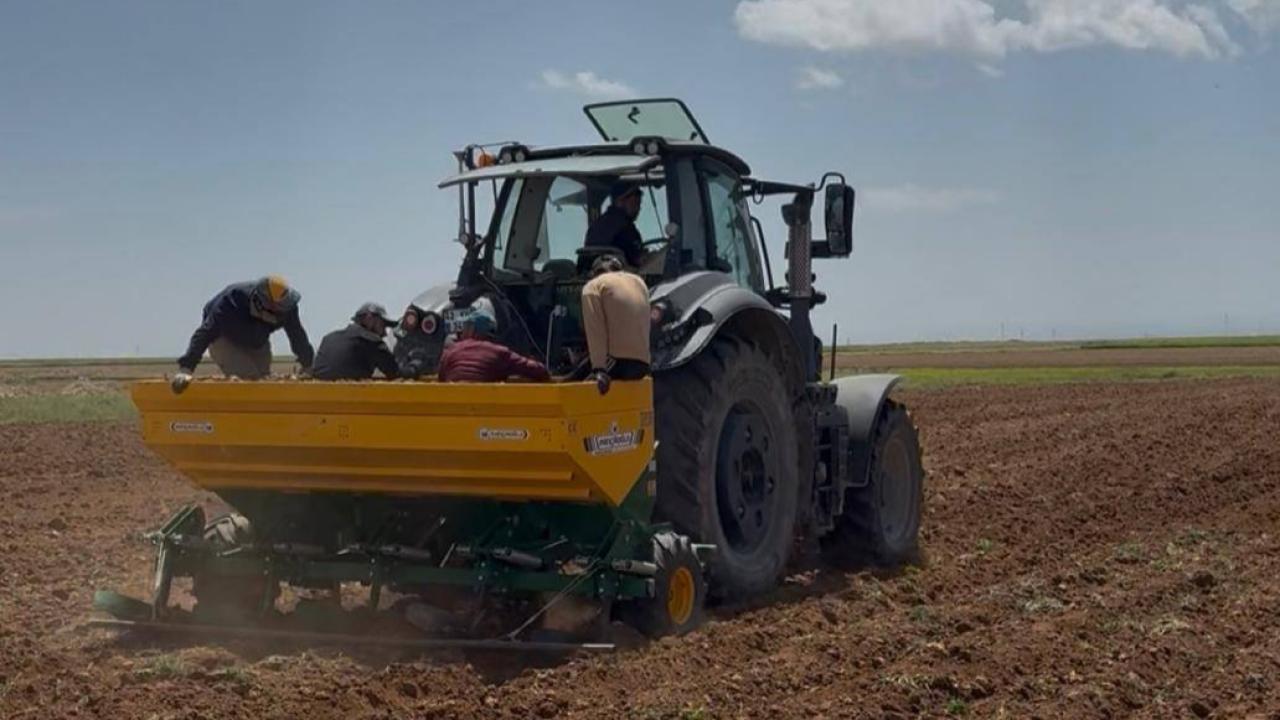 Kazımkarabekir’de Alternatif Ürün Atağı: Yer Elması Üretimi Başladı