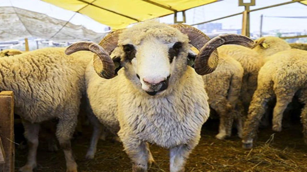 100 koyun desteğinde süre başladı