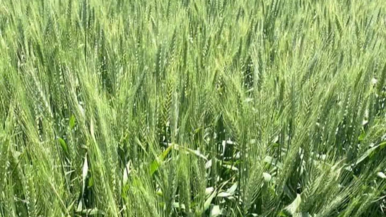 Bayram: Çiftçinin Emeği Alım Fiyatlarına Yansıtılmalı
