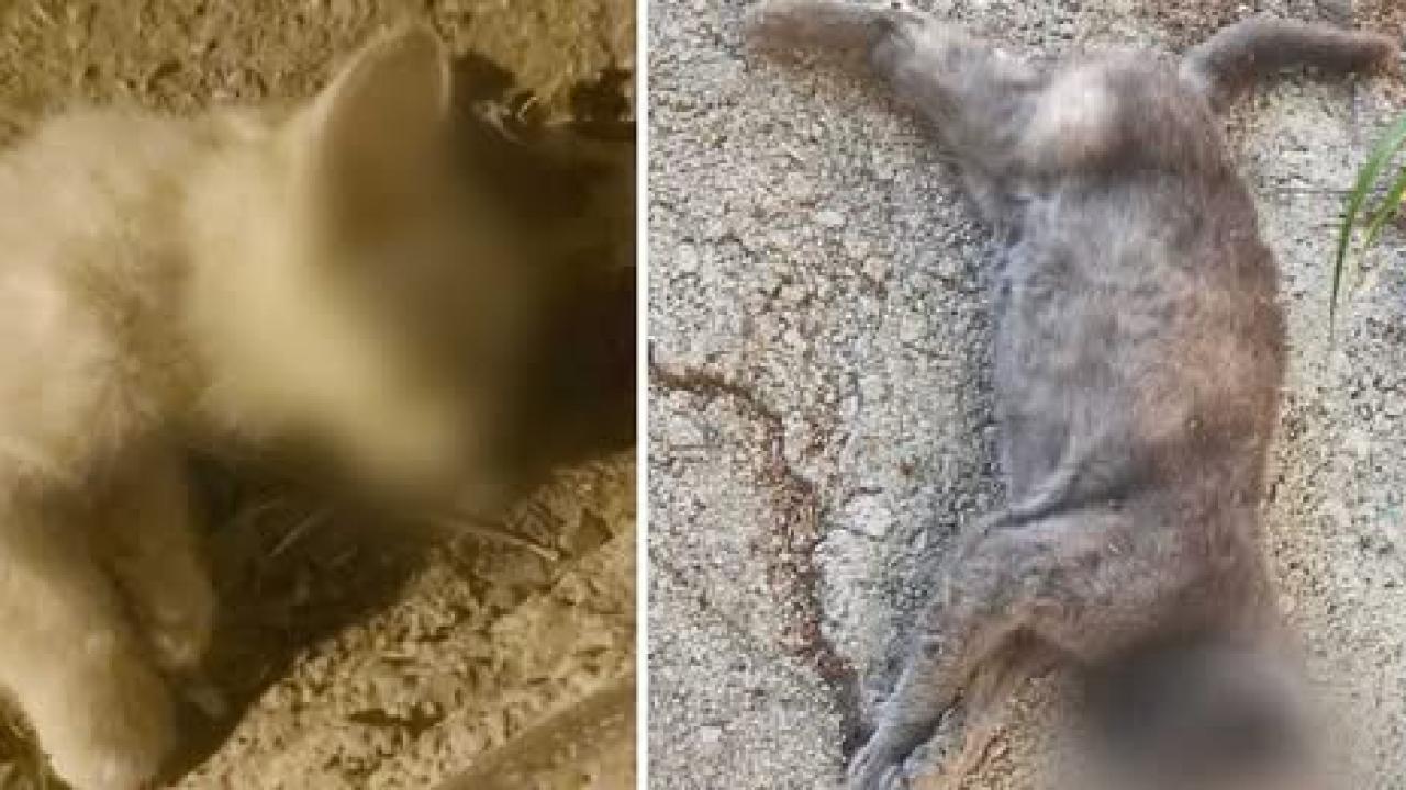 Ermenek'te Çok Sayıda Sokak Kedisi Ölü Bulundu: Mahalle Sakinleri Tepkili