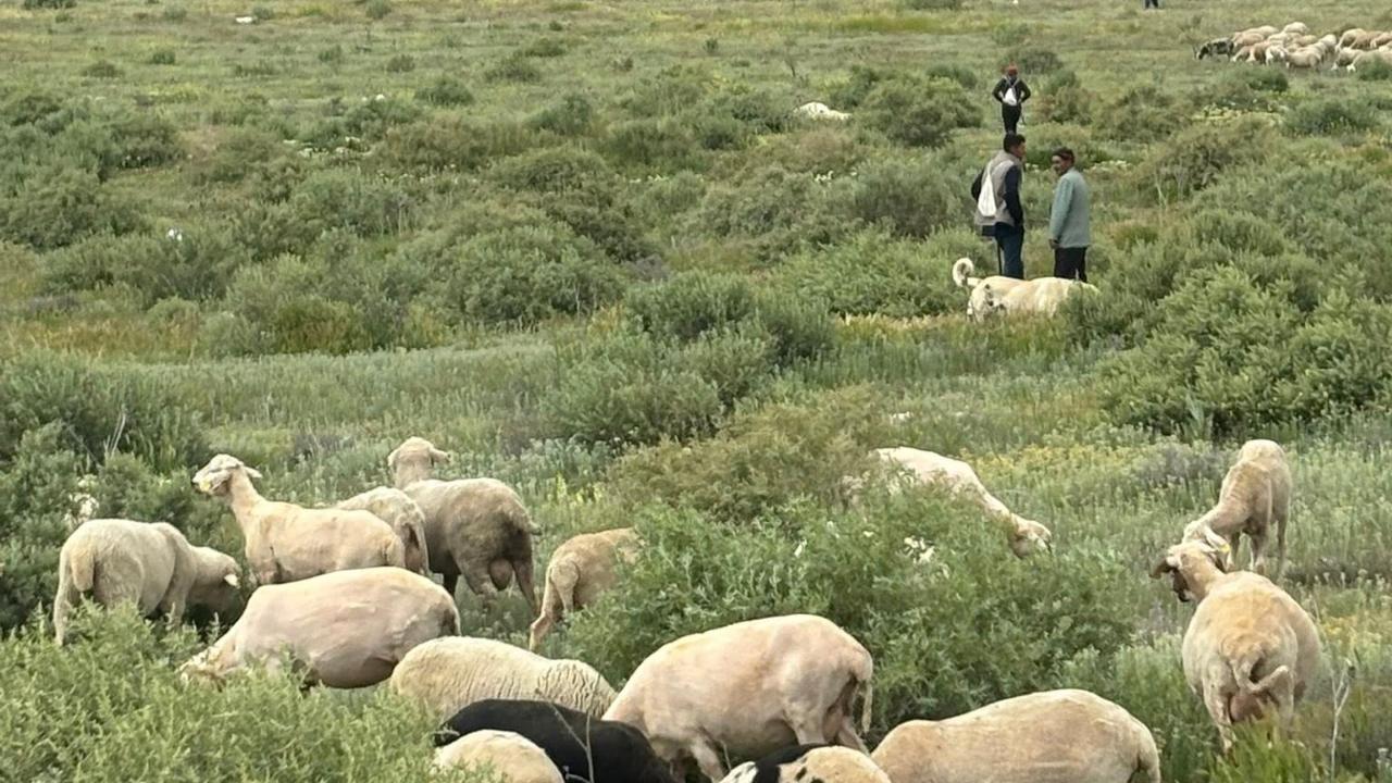 Karaman'da Bin 730 Dekarlık Mera Islah Projesi Açılıyor