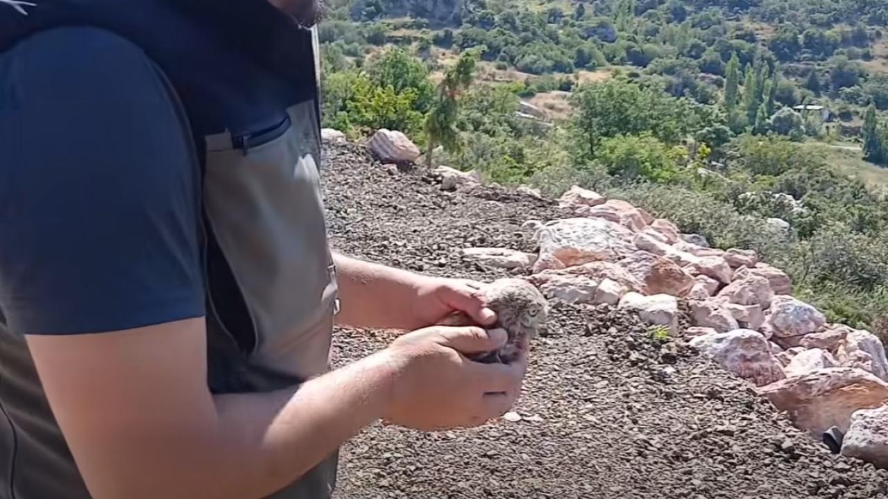 Karaman'da Bir Ay Bakımı Yapılan Yavru Kukumav Doğaya Salındı