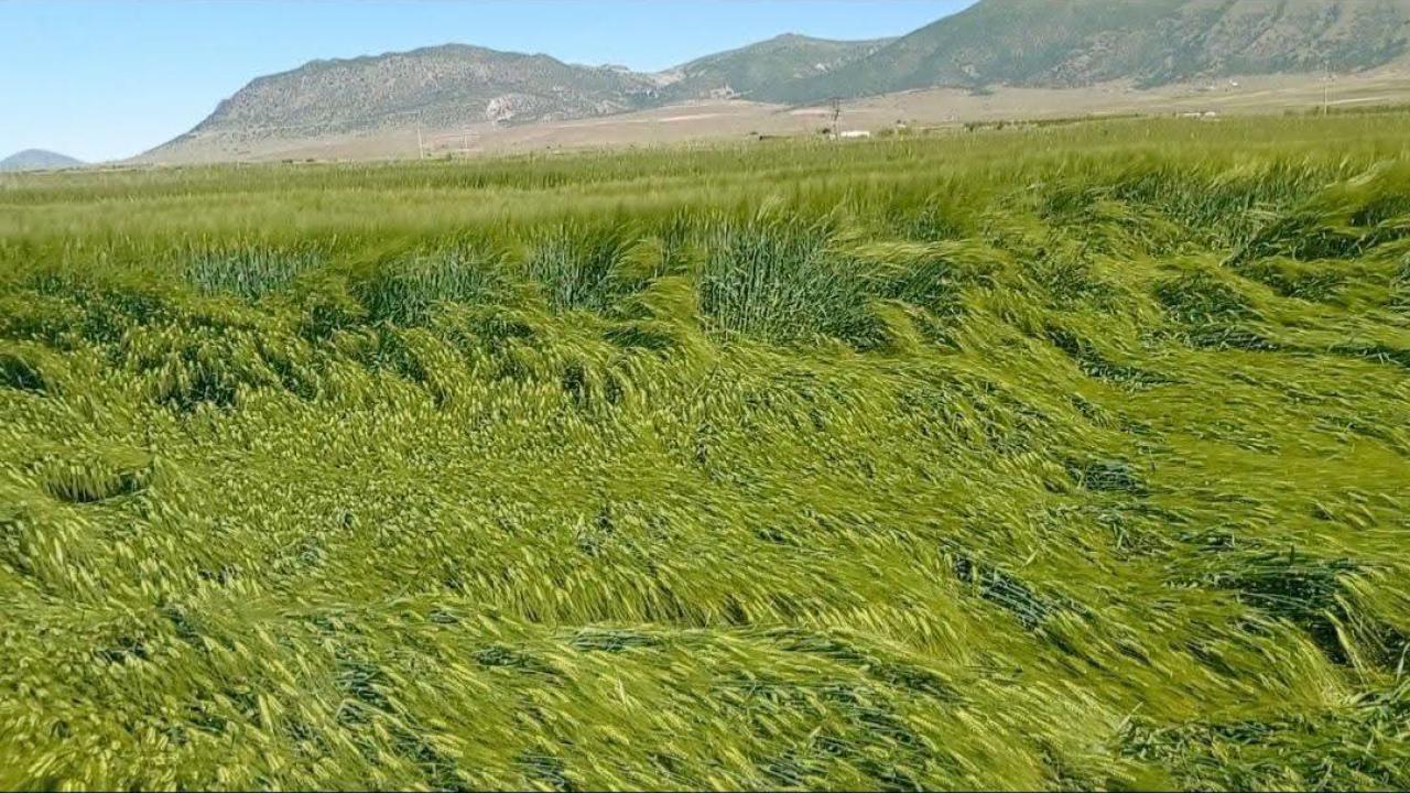 Karaman'da Yatma Eğilimi Gösteren Arpa Tarlalarında Teknik İnceleme Yapıldı