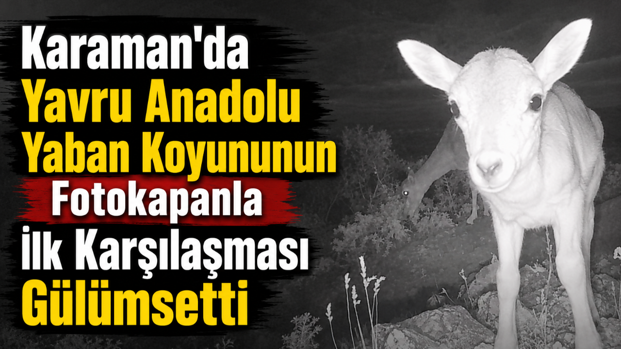 Karaman'da Yavru Anadolu Yaban Koyununun Fotokapanla İlk Karşılaşması Gülümsetti