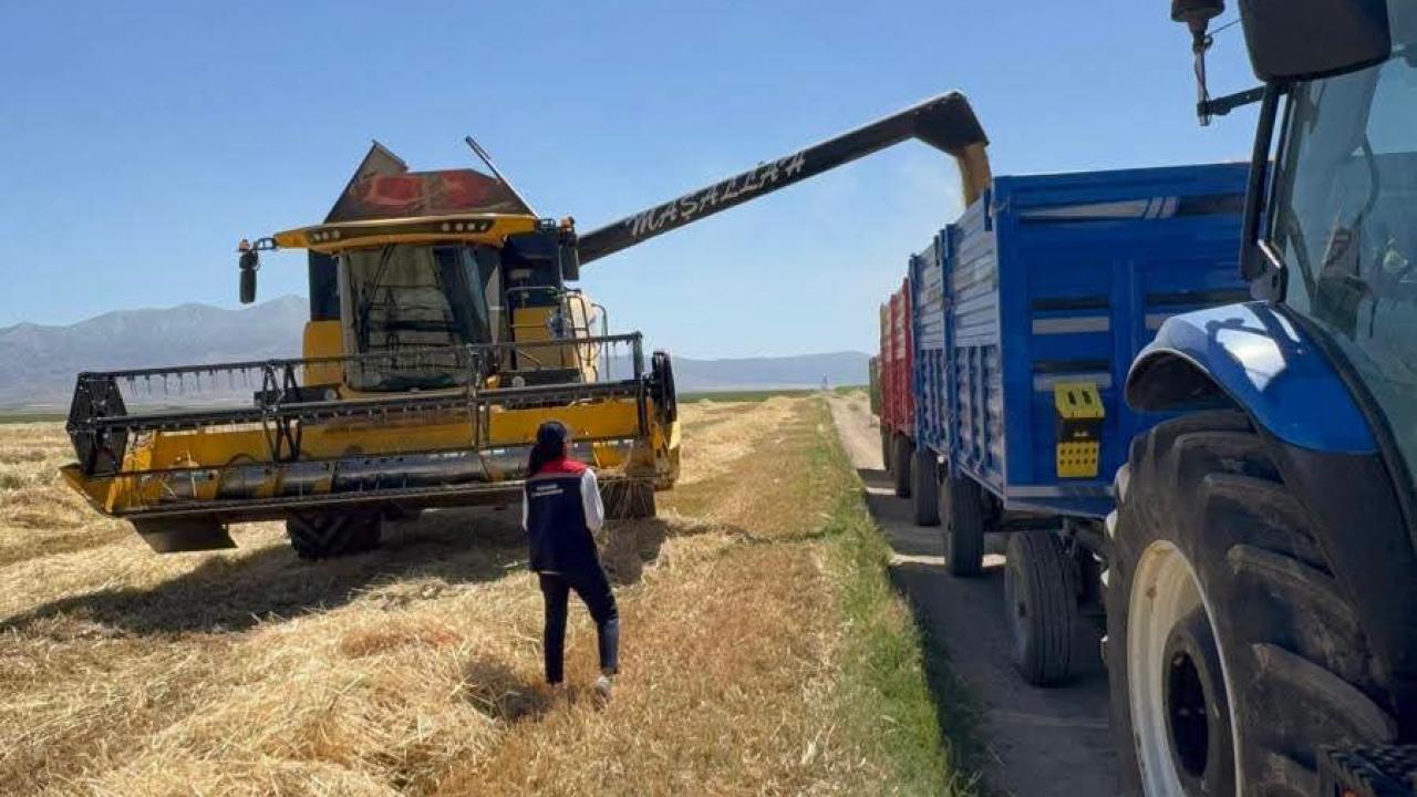 Kazımkarabekir'de Arpa Hasadı Sürüyor