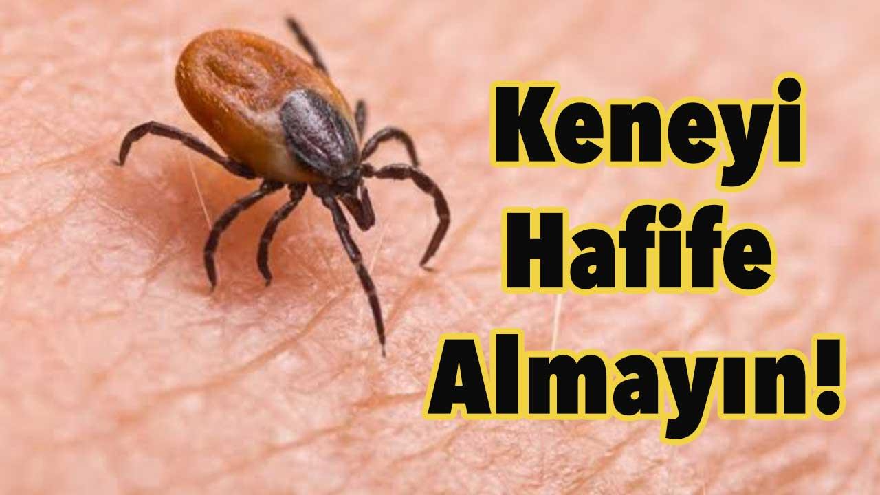 Keneyi Hafife Almayın!