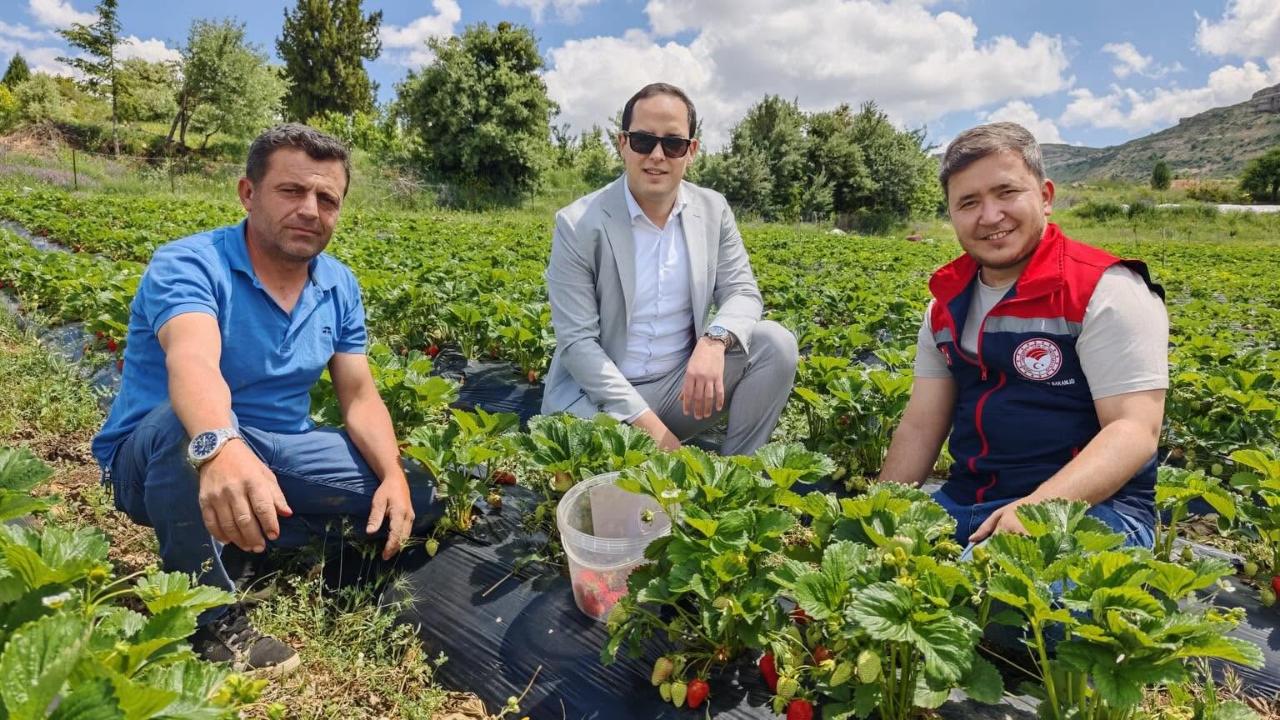 Sarıveliler’de Çilek Hasadı Başladı
